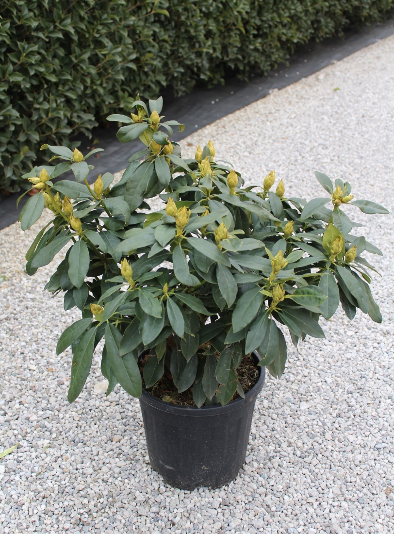 Vendita arbusti &ndash; Rhododendron