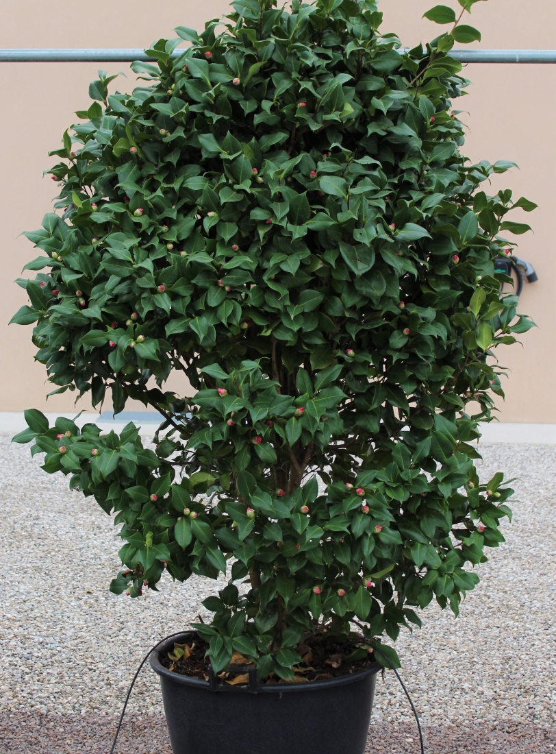 Vendita arbusti &ndash; Camelia Japonica