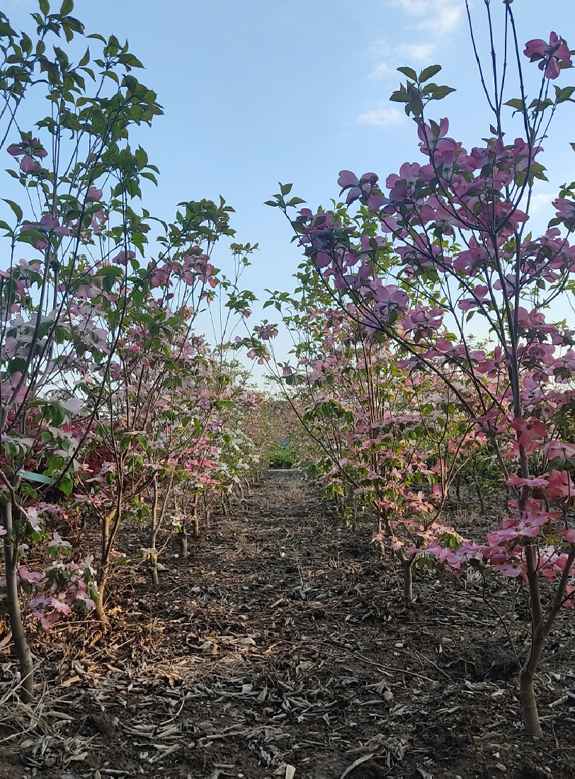 Vendita arbusti &ndash; Cornus Florida Rubra