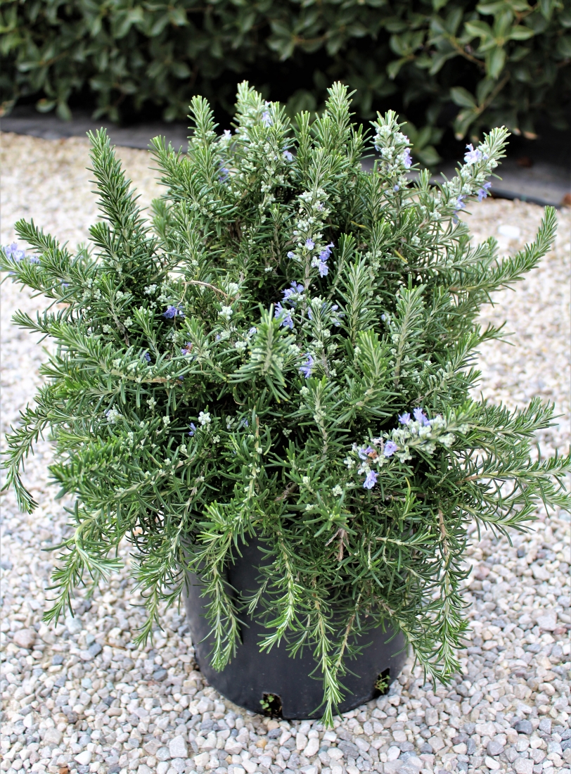 Vendita arbusti &ndash; Rosmarinus Officinalis Prostatus